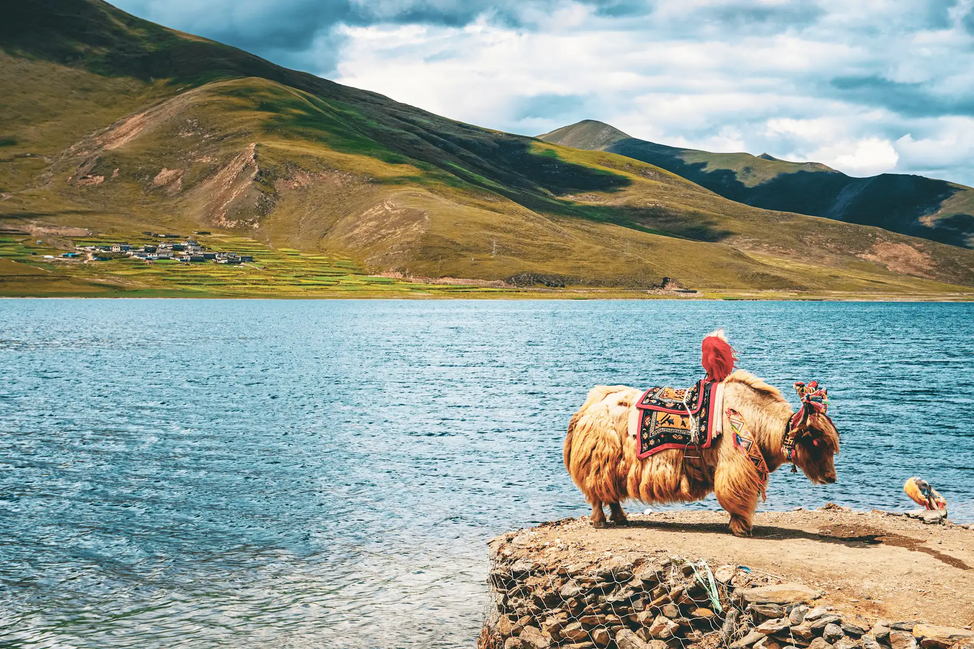 Amazing view of Yak and massive glacier lake in Tibet